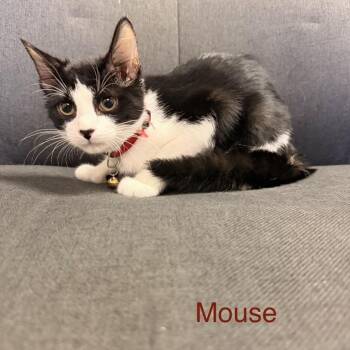 Mouse -  Domestic Short Hair Cat for Adoption in Buffalo, Minnesota - Mouse | PetCurious