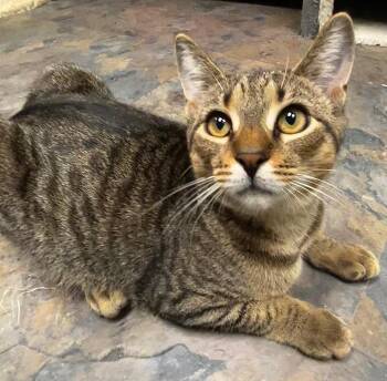 Rescue Domestic Short Hair Cats for Adoption in Cape May, New Jersey - Flora | PetCurious