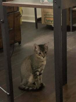 Dusty -  Domestic Short Hair Cat for Adoption in Scott, Louisiana - Dusty | PetCurious