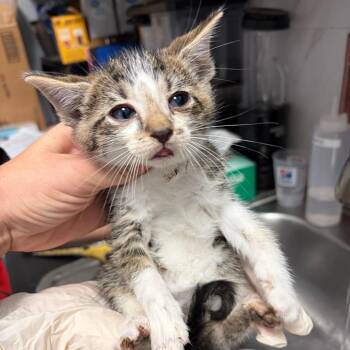 Domestic Short Hair Cats Available for Adoption in Webster, Texas - Mandela | PetCurious