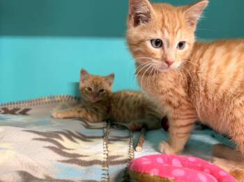 **Cat Cafe** Cheeto -  Domestic Short Hair Cat for Adoption in Topeka, Kansas - **Cat Cafe** Cheeto | PetCurious