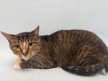 Winifred -  Domestic Short Hair Cat for Adoption in Woodbury, Minnesota - Winifred | PetCurious
