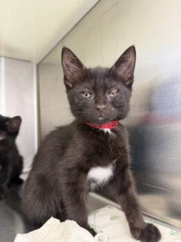 Coconut -  Domestic Short Hair Cat for Adoption in Westland, Michigan - Coconut | PetCurious