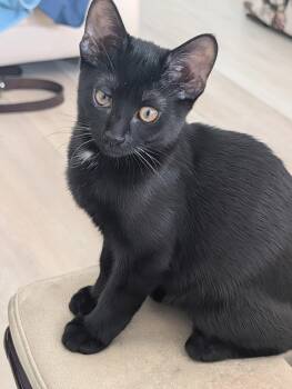 Ariel -  Domestic Short Hair Cat for Adoption in Fort Myers, Florida - Ariel | PetCurious