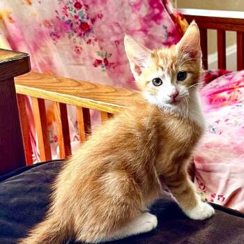 Thingamabob -  Domestic Short Hair Cat for Adoption in Candler, North Carolina - Thingamabob | PetCurious