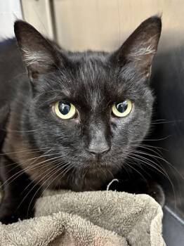 Cutie -  Domestic Short Hair Cat for Adoption in Wichita, Kansas - Cutie | PetCurious