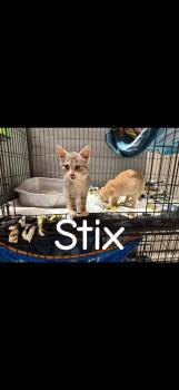 Stix -  Domestic Short Hair Cat for Adoption in Winchester, Indiana - Stix | PetCurious