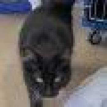 Domestic Long Hair Cats Available for Adoption in Elizabeth, Illinois - Sylvester | PetCurious