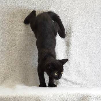 Darius (Red) -  Persian and Domestic Short Hair Cat for Adoption in Sunnyvale, California - Darius (Red) | PetCurious