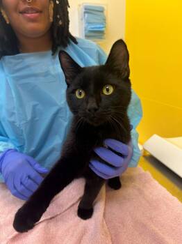 Otto -  Domestic Short Hair Cat for Adoption in Raleigh, North Carolina - Otto | PetCurious