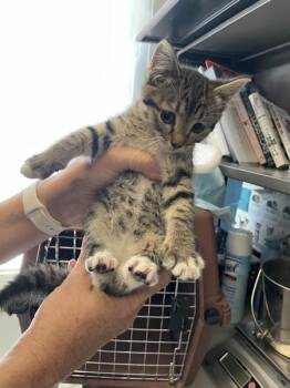 *Avocado* -  Domestic Short Hair Cat for Adoption in Salt Lake City, Utah - *Avocado* | PetCurious