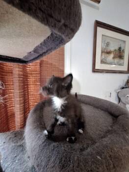Tahiti -  Domestic Short Hair Cat for Adoption in Adrian, Michigan - Tahiti | PetCurious