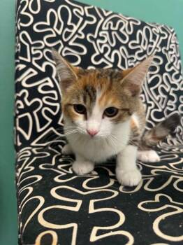 Braelynn -  Domestic Short Hair Cat for Adoption in Marion, Ohio - Braelynn | PetCurious