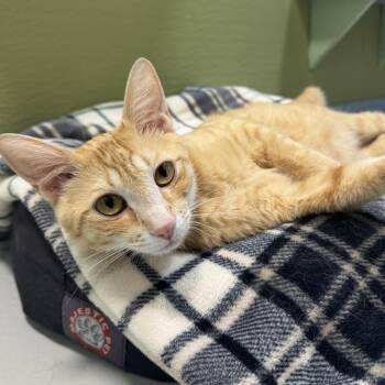 Mama Sunshine -  Domestic Short Hair Cat for Adoption in Driggs, Idaho - Mama Sunshine | PetCurious