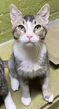Rescue Domestic Short Hair Cats for Adoption in Los Angeles, California - Mookie (very Friendly) | PetCurious
