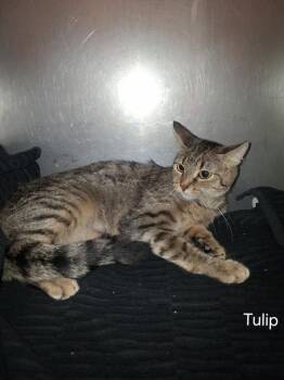 Tulip -  Domestic Short Hair Cat for Adoption in Hot Springs, South Dakota - Tulip | PetCurious
