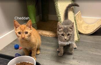 Cheddah -  Domestic Short Hair Cat for Adoption in Hudson, New Hampshire - Cheddah | PetCurious