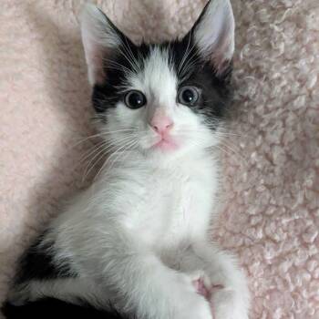 Archie -  Domestic Short Hair Cat for Adoption in Huntsville, Alabama - Archie | PetCurious