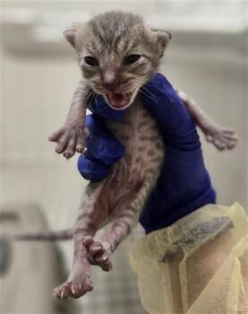 Domestic Short Hair Cats Available for Adoption in Dallas, Texas - SPECK | PetCurious