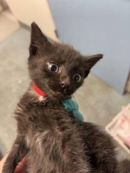 Fructose -  Domestic Short Hair Cat for Adoption in Bellevue, Washington - Fructose | PetCurious