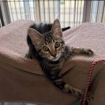 Maeve -  Domestic Short Hair Cat for Adoption in Goleta, California - Maeve | PetCurious