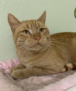 Rescue Domestic Short Hair Cats for Adoption in Hot Springs, Arkansas - Silas | PetCurious