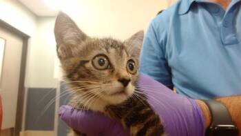 TOMASA -  Domestic Short Hair Cat for Adoption in Doral, Florida - TOMASA | PetCurious