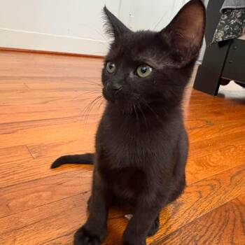 Dasher -  American Shorthair Cat for Adoption in Baytown, Texas - Dasher | PetCurious