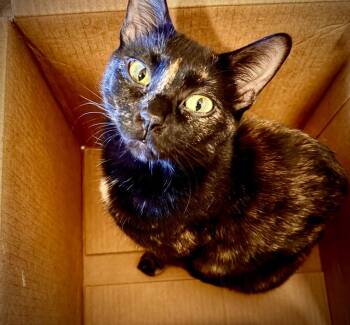 Tuna / Minnow -  Domestic Short Hair Cat for Adoption in Minneapolis, Minnesota - Tuna / Minnow | PetCurious