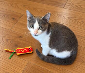 Finley (pse) -  Domestic Short Hair Cat for Adoption in Powdersville, South Carolina - Finley (pse) | PetCurious