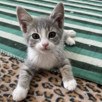 Sweet Tart -  Tabby and Domestic Short Hair Cat for Adoption in Sacramento, California - Sweet Tart | PetCurious