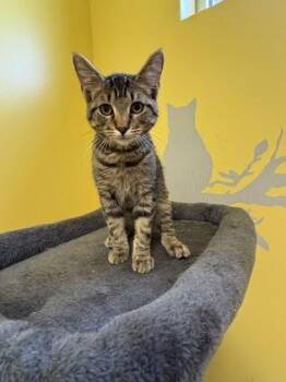 Domestic Short Hair Cats Available for Adoption - Ted | PetCurious