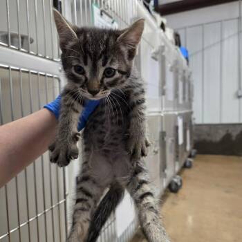 Mojo Jojo -  Domestic Short Hair Cat for Adoption in Murray, Utah - Mojo Jojo | PetCurious