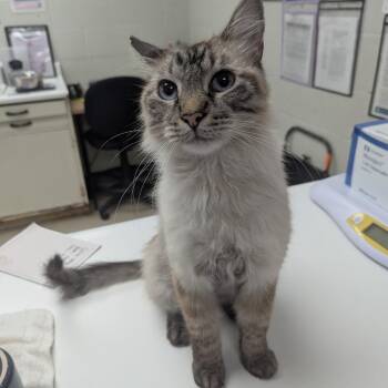 Cloud -  Domestic Medium Hair and Siamese Cat for Adoption in Evansville, Indiana - Cloud | PetCurious