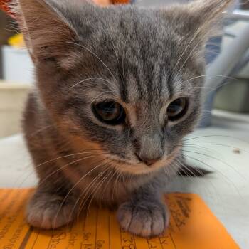 Rescue Domestic Short Hair Cats for Adoption in Jeffersonville, Indiana - Mouse | PetCurious
