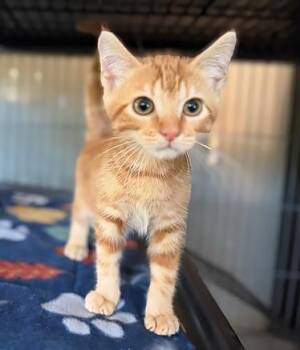 Dash -  Domestic Short Hair Cat for Adoption in Nashville, Tennessee - Dash | PetCurious
