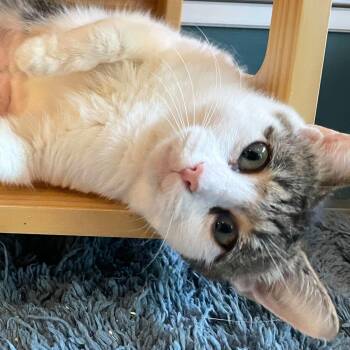 Domestic Short Hair Cats Available for Adoption - Baja Blast | PetCurious
