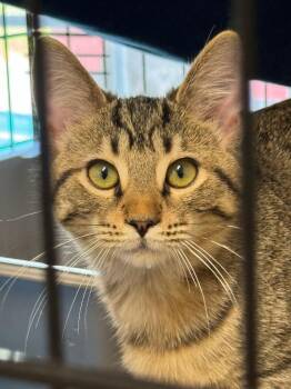 Spaz -  Domestic Short Hair Cat for Adoption in Lunenburg, Massachusetts - Spaz | PetCurious