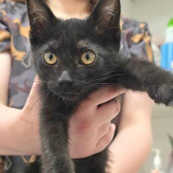 John -  Domestic Short Hair Cat for Adoption in Fort Bragg, California - John | PetCurious