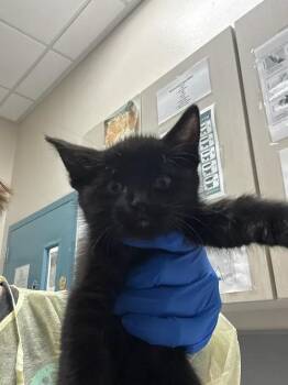 CHLOE DECKER -  Domestic Medium Hair and Domestic Short Hair Cat for Adoption in Las Vegas, Nevada - CHLOE DECKER | PetCurious