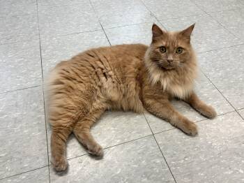 Mitchi -  Domestic Long Hair Cat for Adoption in Sudbury, Massachusetts - Mitchi | PetCurious