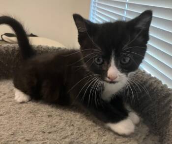 Fig -  Domestic Short Hair Cat for Adoption in Oakdale, California - Fig | PetCurious