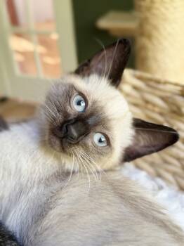 Maarva -  Siamese Cat for Adoption in Alameda, California - Maarva | PetCurious