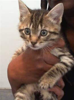 A1265427 -  Domestic Short Hair Cat Available for Adoption in Charlotte, North Carolina - A1265427 | PetCurious