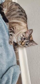 Siamese Cats Available for Adoption in Phoenix, Arizona - Minx | PetCurious