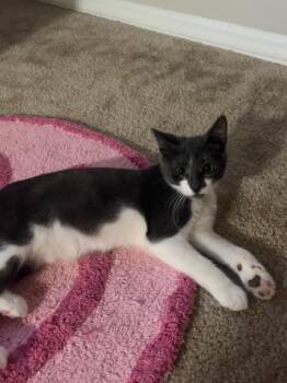 Oakley26 -  Domestic Short Hair Cat for Adoption in Youngsville, North Carolina - Oakley26 | PetCurious