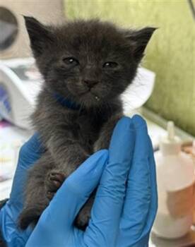 ALDER -  Domestic Short Hair Cat for Adoption in Riverside, California - ALDER | PetCurious