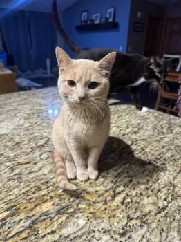 Rescue Domestic Short Hair Cats for Adoption in Albany, Wisconsin - Polly | PetCurious