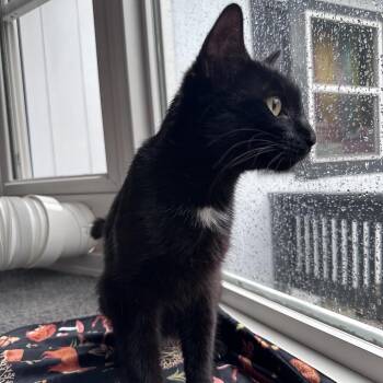 Lucy -  Domestic Short Hair Cat for Adoption in Bristol, Indiana - Lucy | PetCurious