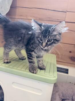 Purrston McBaker -  Maine Coon and Domestic Long Hair Cat for Adoption in Absecon, New Jersey - Purrston McBaker | PetCurious